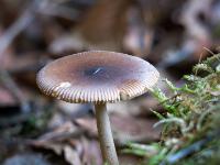 Kleiner brauner runder Pilz im Moos